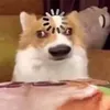 45429335q