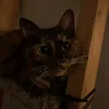 lacietedrick