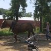 crazycountrygirl