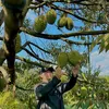 nongdansaurieng93