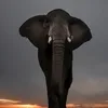elephantlover23404