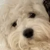 anicutiepie
