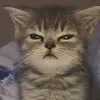 misamusee