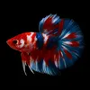 kenbetta2210