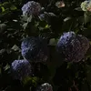 _angep