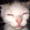 _pt._.zz_