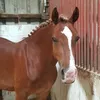 simbastory3
