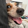 dogfather94