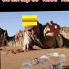 dcm3que