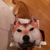 shiba_makio