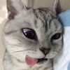 kozee