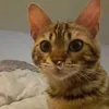 leeeechcat