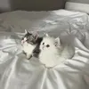 tmajgtmamtmagpgjajt___