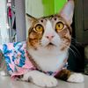 greencurrycat
