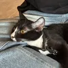 naohmylord
