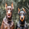 doberman_louis_hemi_law