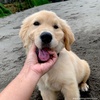 soulthegoldenretriever