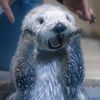 pppolarbearr