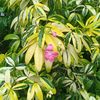 rendra_232