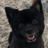 doggonit3