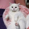 madamcatss