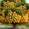 tainhieu2