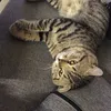 tomdnvn