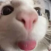 chocopiepipi