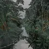 julianaii24