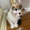 blesy837