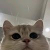 pynell_