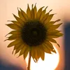 huynhnhu_sunflower