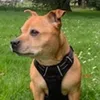doguistaffi