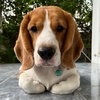 beagle_dogs