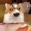dannyomaigot
