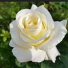 norziah_2025