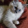 katten027