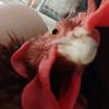 la_gallina_turuleca18