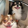 alpha.delta.chihuahua