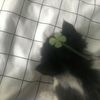 cuiinmeowz