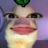 pfiyavocadoo_