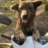 boru_toba_doau