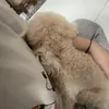 bobibobib0