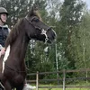 corne1iab