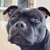 ameta.the.staffy