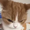cobetocnganancommenau