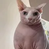 f0ng_f0n