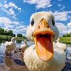 beer.duck