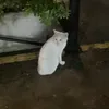patataaa0