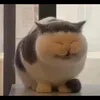 nymfadoratonkslupin